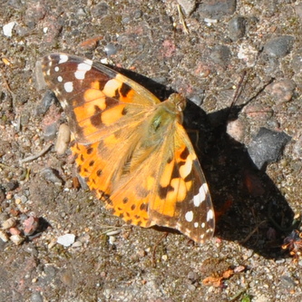 Tidselfugl%20%284%29